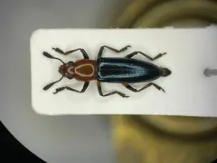Clover Stem Borer thumbnail 2