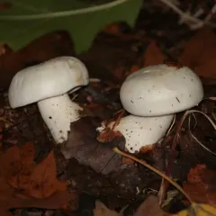 robust clitocybe thumbnail 3