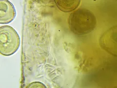 Trichia ambigua thumbnail 2