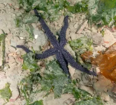 Velcro Star thumbnail 4