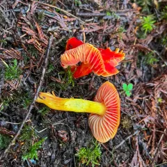 Cherry-Red Waxy Cap thumbnail 4
