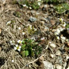 Common Whitlowgrass thumbnail 1