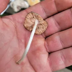 Pluteus hongoi thumbnail 2
