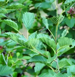 Western American Alder Tongue Gall thumbnail 4