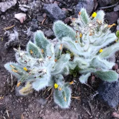 Prickly Hawkweed thumbnail 4