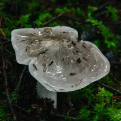 Tricholoma nigrum thumbnail 3
