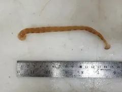Notostomum laeve thumbnail 1