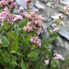 Western Snakeroot thumbnail 4