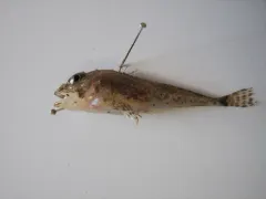 Twohorn Sculpin thumbnail 3