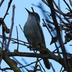 Pinyon Jay thumbnail 2