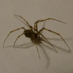 Megalepthyphantes nebulosus thumbnail 4