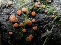 Pulvinula convexella thumbnail 4