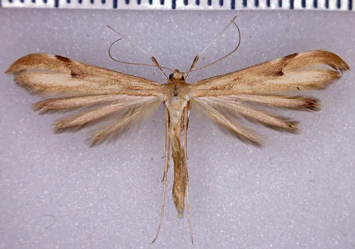 Western Plume Moth