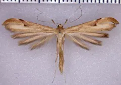Western Plume Moth thumbnail 1
