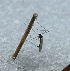Trichocera salmani thumbnail 3