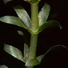 Brazilian elodea thumbnail 4