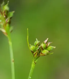 northern sedge thumbnail 4