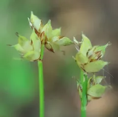 Peck's sedge thumbnail 4