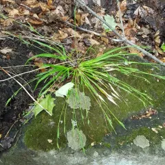 Nerveless Woodland Sedge thumbnail 4