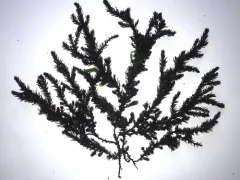 Neorhodomela aculeata thumbnail 2