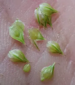 Merritt Fernald's sedge thumbnail 2