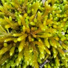 spoon-leaved moss thumbnail 3