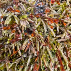 seductive entodon moss thumbnail 2