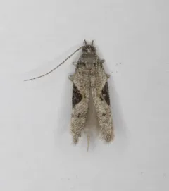 Aristotelia isopelta thumbnail 3