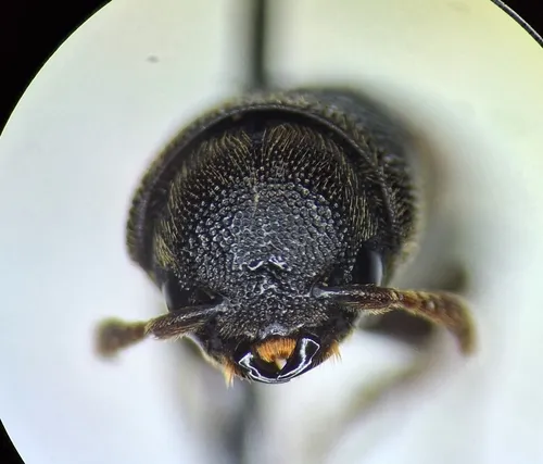 Melasis tsugae
