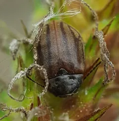 Ectopria leechi thumbnail 4