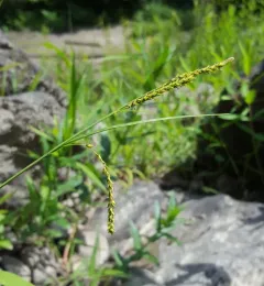 twisted sedge thumbnail 4