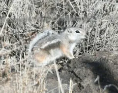 White-tailed Antelope Squirrel thumbnail 3