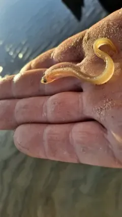 Spotted Cusk-eel thumbnail 1