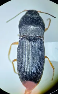 Rough Click Beetle thumbnail 3
