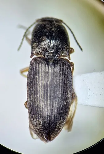 Large-necked Click Beetle