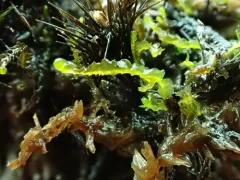 Brown Flapwort thumbnail 2