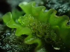 Blytt's Ruffwort thumbnail 3