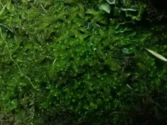 Ladder Flapwort thumbnail 3