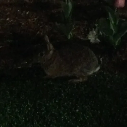 Eastern Cottontail