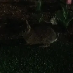 Eastern Cottontail thumbnail 1
