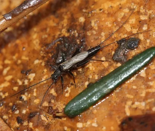 Angulate Snowfly