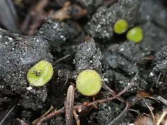 Ascobolus viridis thumbnail 2