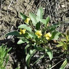 Nuttall's Violet thumbnail 2