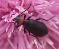 Red-headed Blister Beetle thumbnail 4