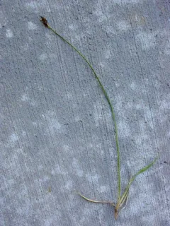 Duskyseed Sedge thumbnail 3