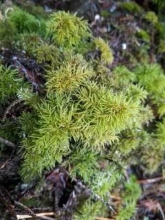 Pleuroziopsis ruthenica thumbnail 1