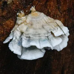 Blue Cheese Polypore thumbnail 3