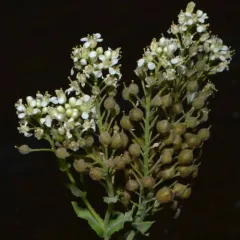 hairy white-top thumbnail 4