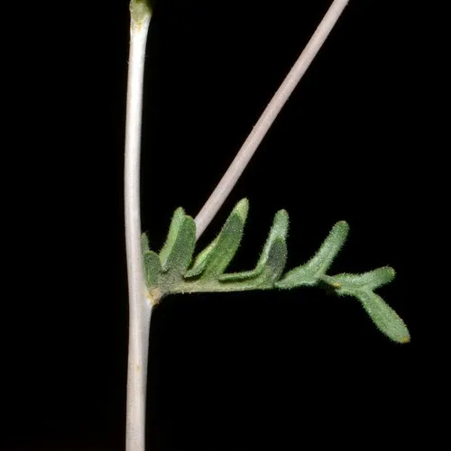 Whitestem Blazingstar