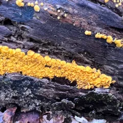 Calycina confluens thumbnail 4